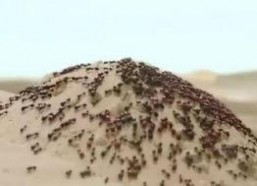 国产你懂的网站